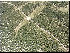 cerna05.jpg
