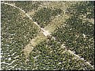 cerna31.jpg