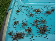 No a jeliko� se zase ud�lalo hnusn� ud�lali si z na�eho auta klubovnu